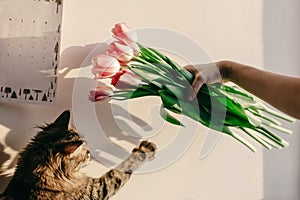 Stylish hipster girl playing with her cute cat with tulips in mo