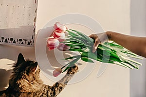 Stylish hipster girl playing with her cute cat with tulips in mo