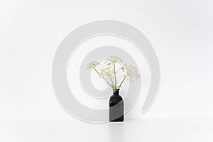 Stylish indoor interior. Black vase with summer Aegopodium bouquet on table on white background. Cute soft home decor