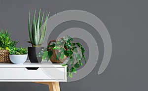 Stylish interior with different houseplants on grey wall photo
