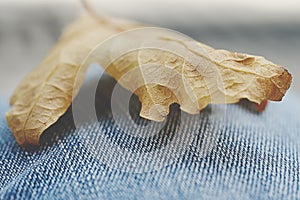 Stylish jeans holding one leaf. Close up of resting and relaxing in autumn park