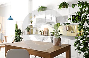 Stylish kitchen interior with green plants. Home