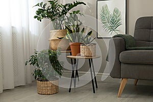 Stylish living room interior with beautiful houseplants and grey armchair