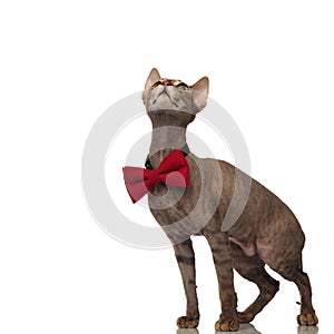 Stylish metis cat with red bowtie looks up