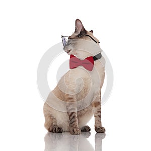 Stylish metis cat with sunglasses sits and looks to side