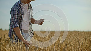 Stylish old caucasian farmer walking in the golden wheat field on his farm during the morning sunrise.