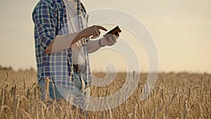 Stylish old caucasian farmer walking in the golden wheat field on his farm during the morning sunrise.