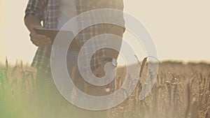 Stylish old caucasian farmer walking in the golden wheat field on his farm during the morning sunrise.