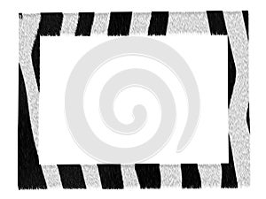 Stylish picture zebra pattern frame isolated