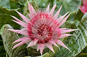 Stylish Pink Galore Flower Petals