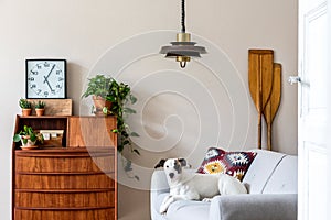 Stylish retro composition of living room interior with beautiful dog lying on the sofa.