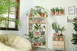 Stylish room interior with home plants