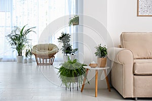 Stylish room interior with plants. Home design idea