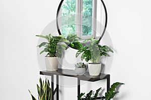 Stylish round mirror on white wall over table with houseplants in room