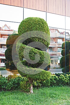 Stylish spiral trimmed, bushes, shrubs, coniferous evergreen trees. Modern architecture,topiary garden. Urban green