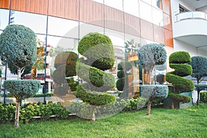 Stylish spiral trimmed, bushes, shrubs, coniferous evergreen trees. Modern architecture,topiary garden. Urban green