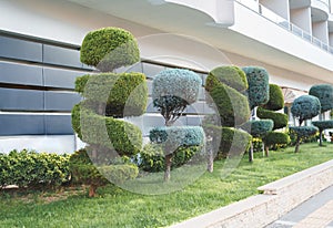 Stylish spiral trimmed, bushes, shrubs, coniferous evergreen trees. Modern architecture,topiary garden. Urban green