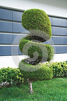 Stylish spiral trimmed, bushes, shrubs, coniferous evergreen trees. Modern architecture,topiary garden. Urban green