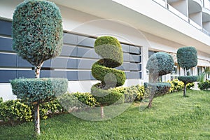 Stylish spiral trimmed, bushes, shrubs, coniferous evergreen trees. Modern architecture,topiary garden. Urban green