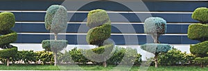 Stylish spiral trimmed, bushes, shrubs, coniferous evergreen trees. Modern architecture,topiary garden. Urban green