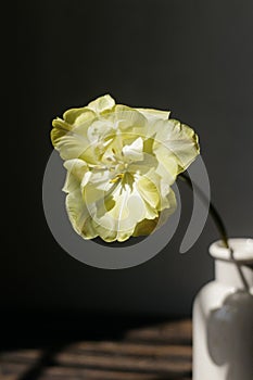 Stylish spring bouquet on rustic wooden bench. Beautiful yellow tulip in vase in sunlight on background of grey wall. Floral