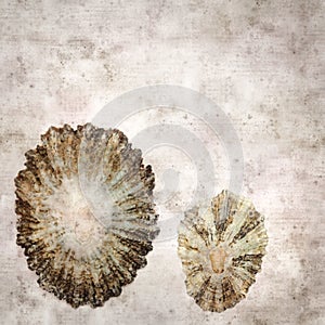 Stylish textured old paper background with empty sun  limpet