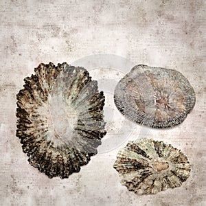 Stylish textured old paper background with empty sun  limpet