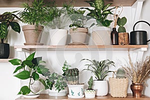 Stylish wooden shelves with green plants and black watering can. Modern hipster room decor. Cactus, pothos, asparagus, calathea,