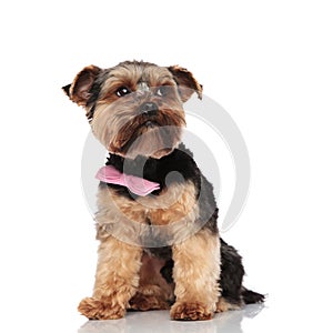 Stylish yorkie wearing pink bowtie looks up to side