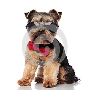 Stylish yorkshire terrier wearing sunglasses sitting