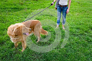 Stylish young woman and her pet dog golden retriever.