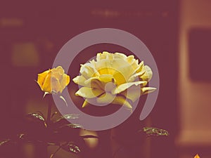 Stylistic close up of a yellow rose