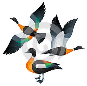 Stylized Birds - Australian Shelduck