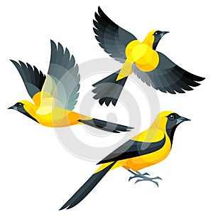 Stylized Birds - Yellow-backed Oriole