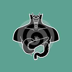 Anatomical Illustration: Digestive System and Larynx