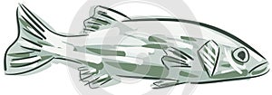 Stylized branzino isolated