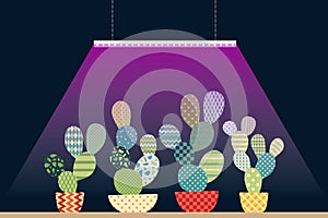 Stylized cactuses under phyto lamp with purple light for growth of plants