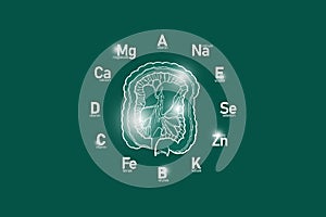 Stylized clockface with essential vitamins and microelements for human health, hand drawn human Intestine, deep green background.