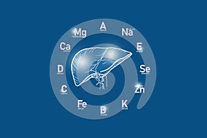 Stylized clockface with essential vitamins and microelements for human health, hand drawn human Liver, dark blue background.