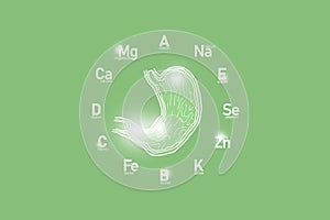 Stylized clockface with essential vitamins and microelements for human health, hand drawn human Stomach, light green background.