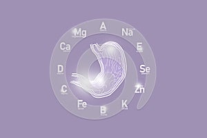 Stylized clockface with essential vitamins and microelements for human health, hand drawn human Stomach, lilac background.
