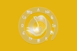 Stylized clockface with essential vitamins and microelements for human health, hand drawn human Stomach, yellow background.