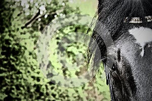 Stylized close up of a black and white Horse