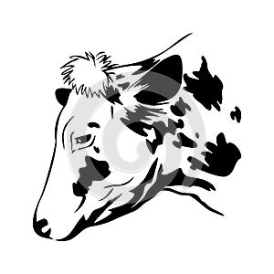 Stylized cow head, cow portrait. Farm animal, cattle