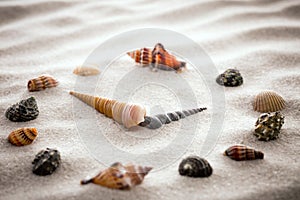 Stylized dial clock for shells on the sand for concentration and relaxation for harmony and balance in pure simplicity