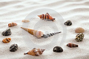 Stylized dial clock for shells on the sand for concentration and relaxation for harmony and balance in pure simplicity