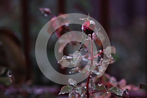 Stylized display of a rose bud under the rain in natural environment