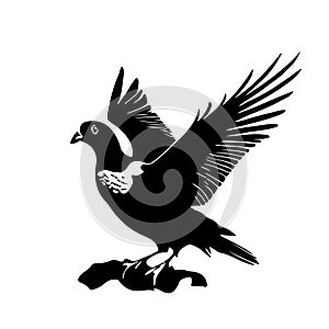 Stylized dove closeup. Also good for tattoo. Editable vector monochrome image with high details isolated on white