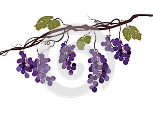 Stylized graphic image of a vine with grapes