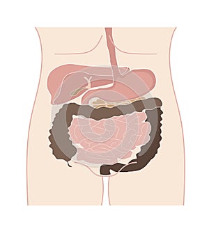 Stylized human digestive system